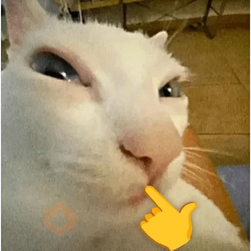 Gatinhos + Emojis 😻 sticker 12