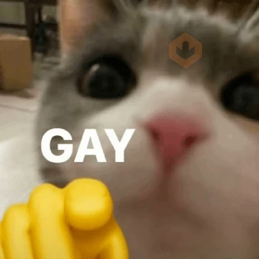 Gatinhos + Emojis 😻 sticker 15