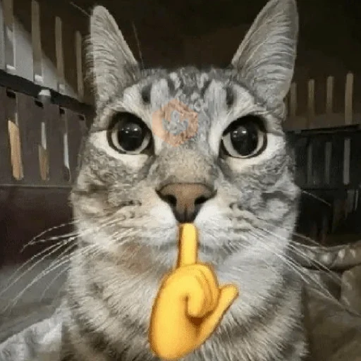 Gatinhos + Emojis 😻 sticker 13