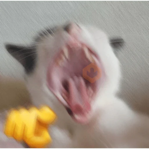 Gatinhos + Emojis 😻 sticker 14