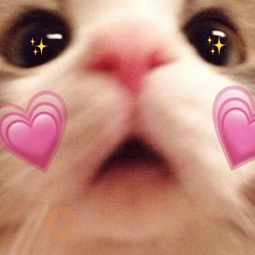 GATINHOS DE AMOR ❤️ sticker 12