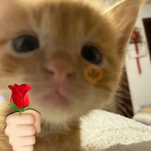 GATINHOS DE AMOR ❤️ sticker 14