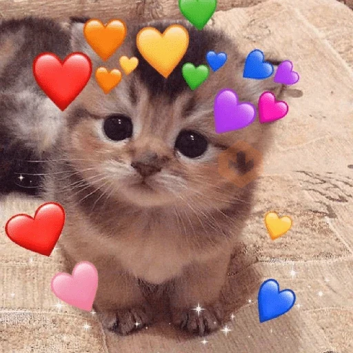 GATINHOS DE AMOR ❤️ sticker 11