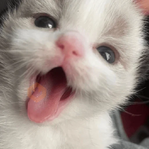 gatos sticker 16