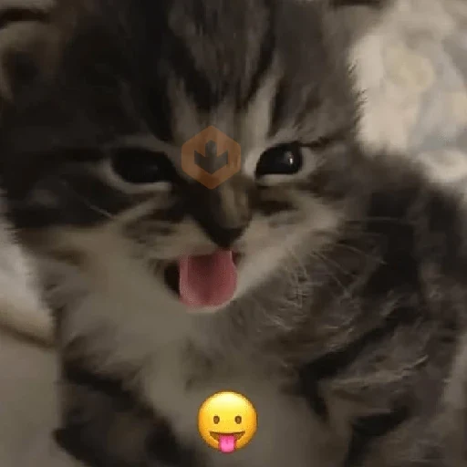 gatos sticker 18