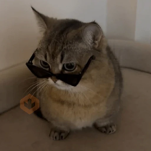 gatos sticker 19