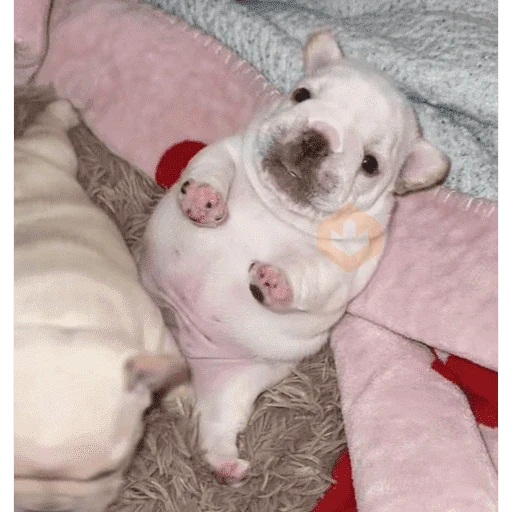 Pibble pal chat 🤣🐶 sticker 11