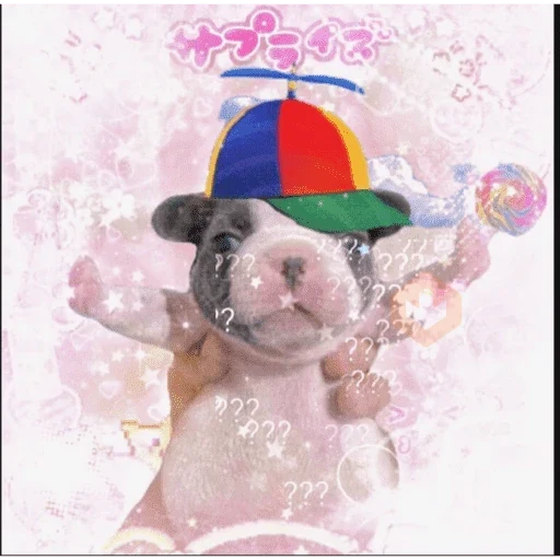 Pibble pal chat 🤣🐶 sticker 17