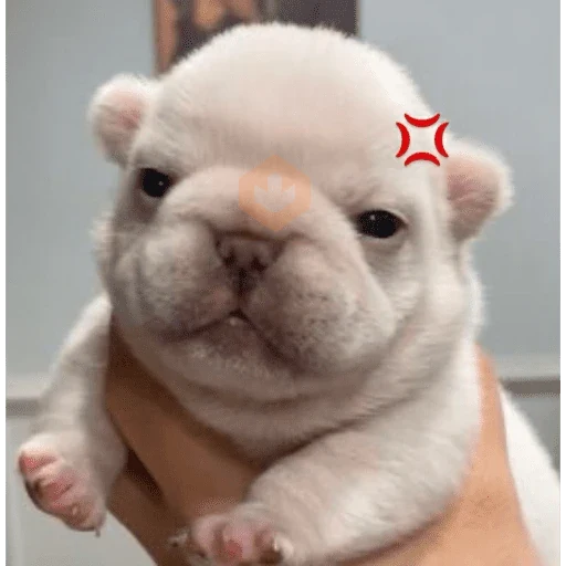 Pibble pal chat 🤣🐶 sticker 13