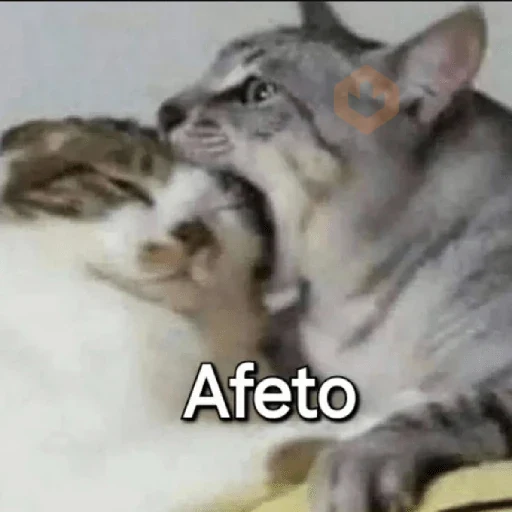MUUITOO AMOR sticker 15