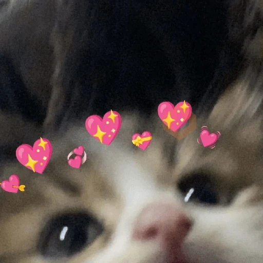 MUUITOO AMOR sticker 11