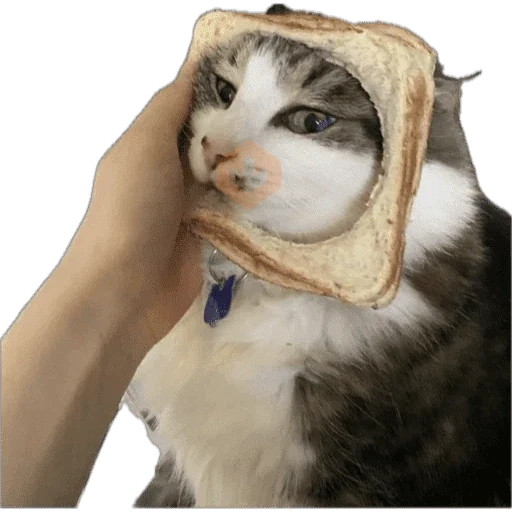 Gatos en pan 🤣 - Memes sticker 13