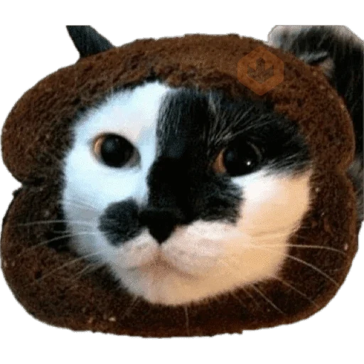 Gatos en pan 🤣 - Memes sticker 15