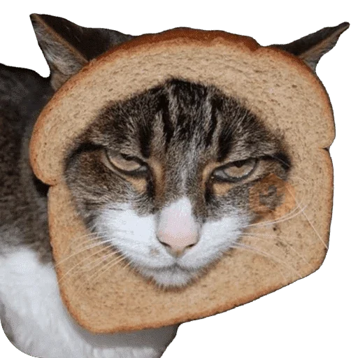 Gatos en pan 🤣 - Memes sticker 17