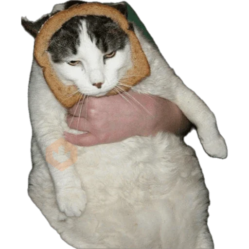 Gatos en pan 🤣 - Memes sticker 16