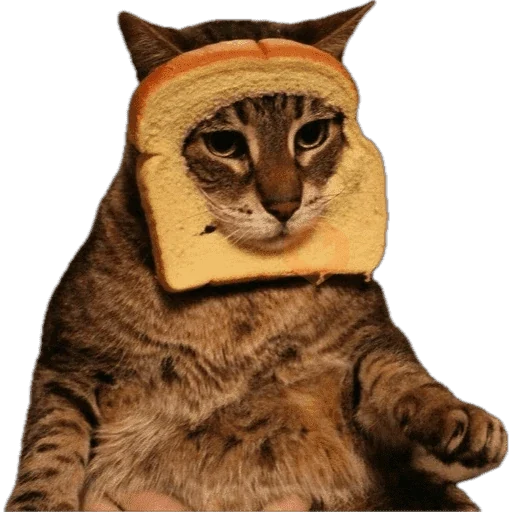 Gatos en pan 🤣 - Memes sticker 14