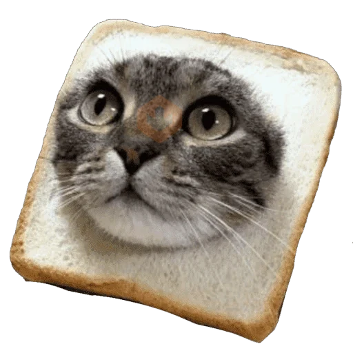 Gatos en pan 🤣 - Memes sticker 18