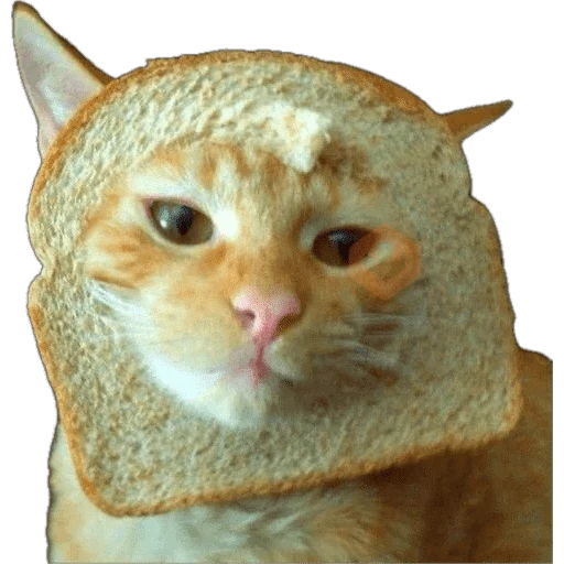 Gatos en pan 🤣 - Memes sticker 11
