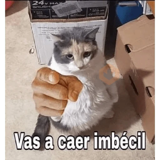Gatos II sticker 11