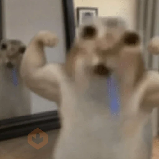 Gato Babeando Tiktok 🐱 sticker 12
