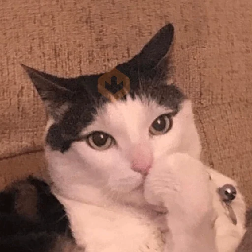 Michis MIX 3 🐈‍⬛😺🐈😹🐾😹 sticker 18