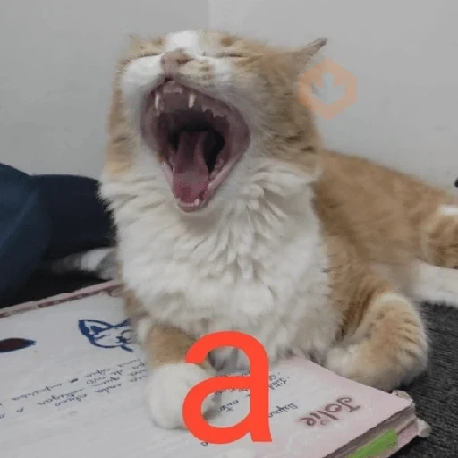 Michis MIX 3 🐈‍⬛😺🐈😹🐾😹 sticker 15
