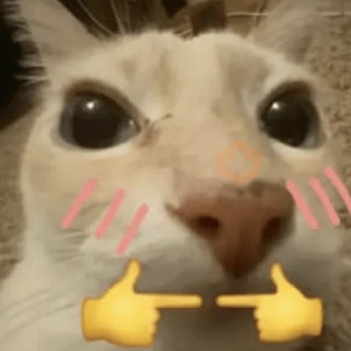 gatos sticker 11