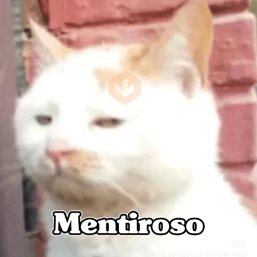 🧿 Gatos Memes 🐈🐱 sticker 13
