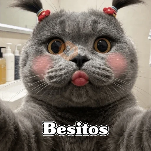 🧿 Gatos Memes 🐈🐱 sticker 18