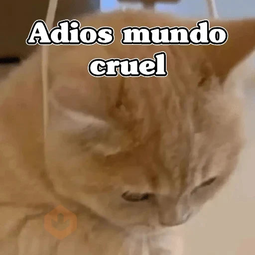 🧿 Gatos Memes 🐈🐱 sticker 12