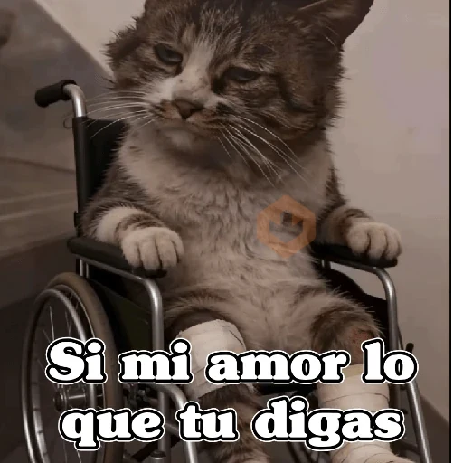 🧿 Gatos Memes 🐈🐱 sticker 14