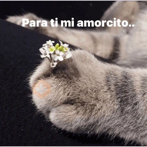 Chimuelote - Lautaro Merkel sticker 24