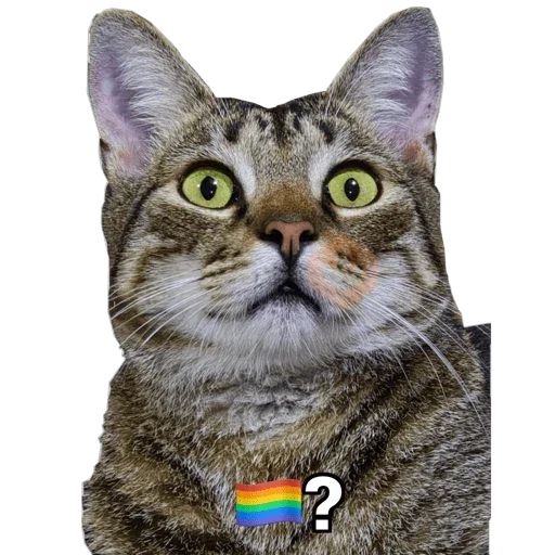 Chimuelote - Lautaro Merkel sticker 14