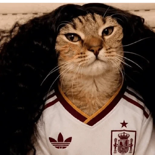cucurella gato 🇪🇸 España ✨ sticker 18