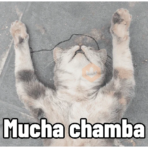 Memes XD sticker 14