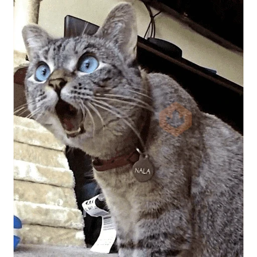 Gato sticker 11