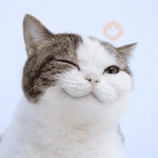 Gato sticker 15