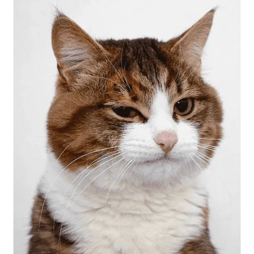 Gato sticker 13