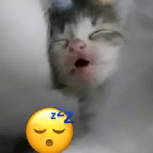 gatos sticker 12