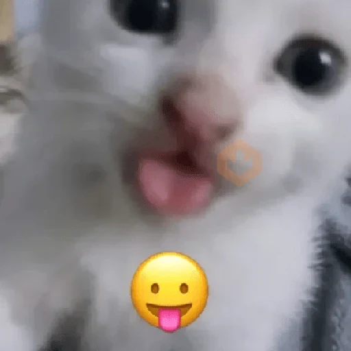 gatos sticker 11