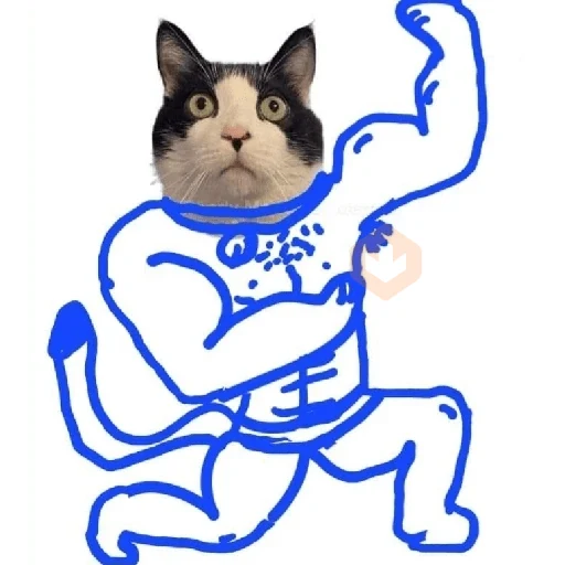 Gatos sticker 11
