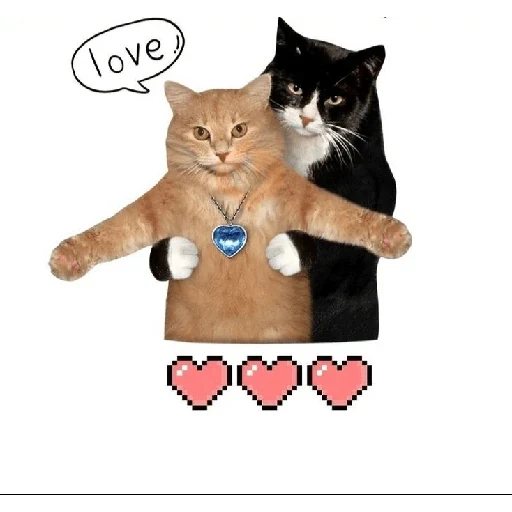 Gatos sticker 13