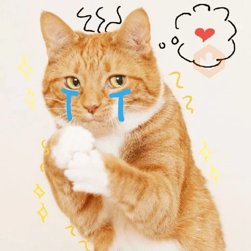 Gatos sticker 27