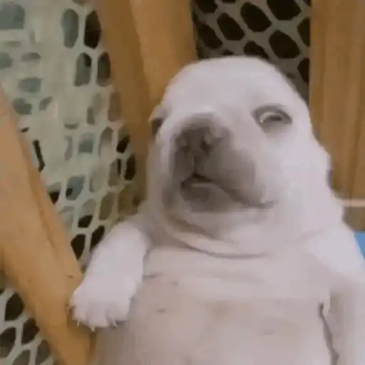 Pibble - Perrito blanco sticker 11