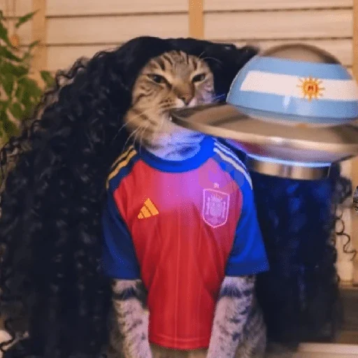 🇪🇦🐱 Gato Cucurella 🐱🇪🇦 sticker 14