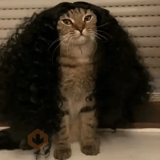 Gato Cucurella😹🇪🇸 sticker 12
