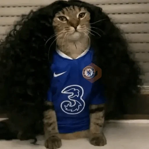 Gato Cucurella😹🇪🇸 sticker 14