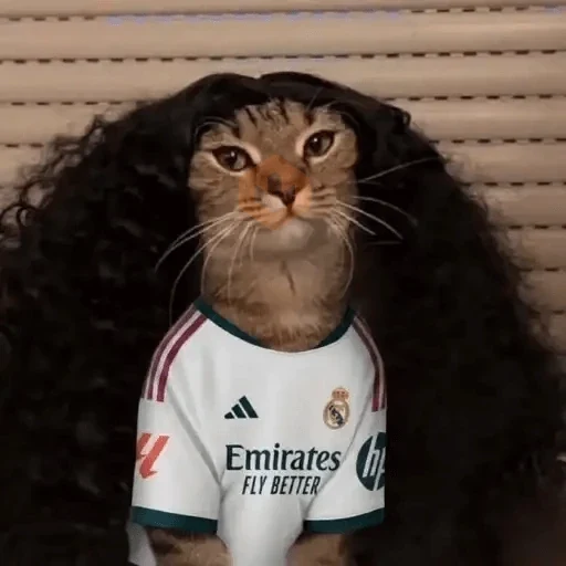 Gato Cucurella😹🇪🇸 sticker 13
