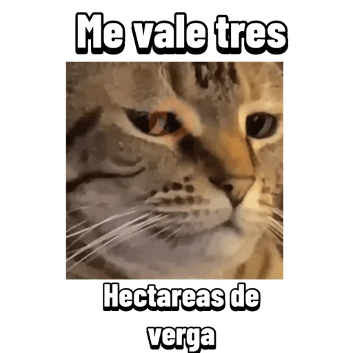 Memes Daftical #1 sticker 13