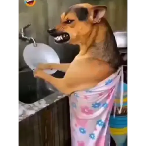 Tiktok random stickers2 sticker 11